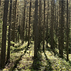 Trees in boreal forest