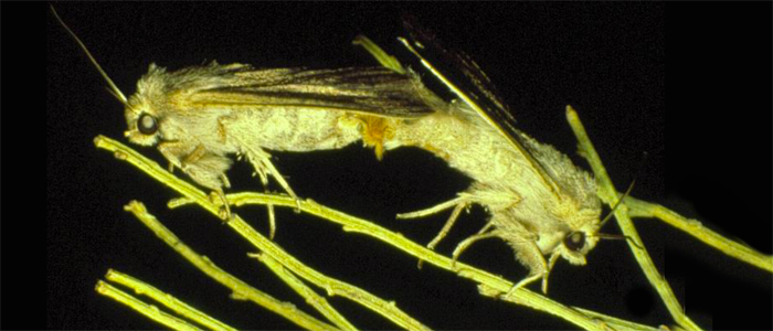 Mating moths