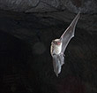 bat photo by Brock Fenton