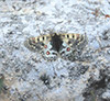 Parnassius Smintheus