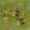 two-spotted spider mites