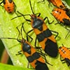 Milkweed bugs