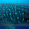 Whale shark identification