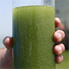 Blue Green Algae