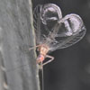 lacewing