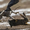 hawk attacks rabbit