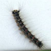 Lambton shores armyworm