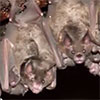 Fenton photo of bats