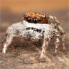 Jumping Spider