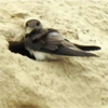 Bank swallow petition