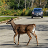 Smithsonian deer in road