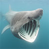 Basking shark