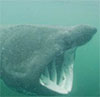 Basking shark