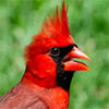 Cardinal is London's bird
