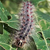 Gypsy moth catepillar