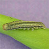 Armyworm on corn leaf