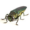 emerald ash borer