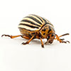 Colorado potato beetle