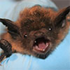 Little brown bat