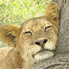 Lions resting under a tree