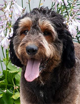 Otis Rasenberg Otis Rasenberg