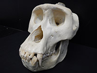 Gorilla skull