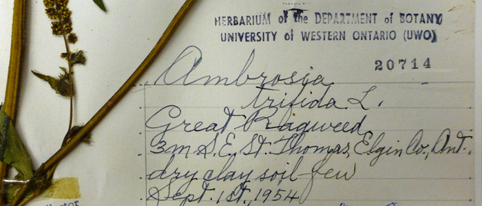 Herbarium label from 1954