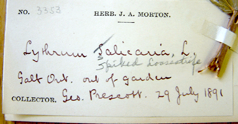 Herbarium label