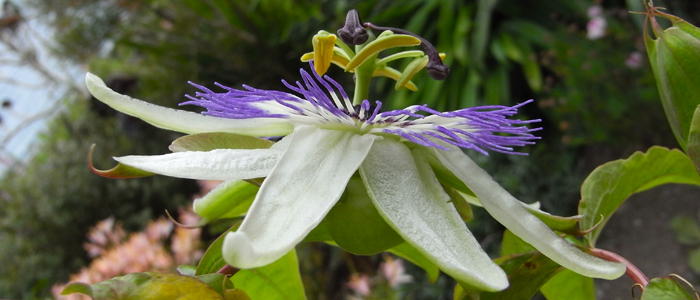 Passionflower