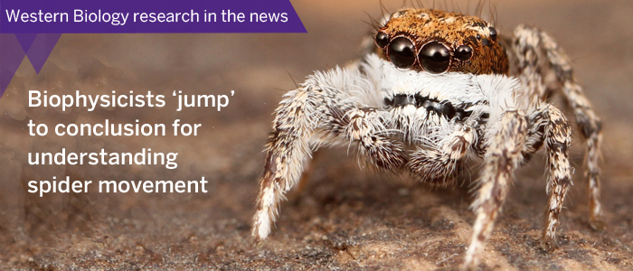 Western Biology nresearch in the news Jumping Spider