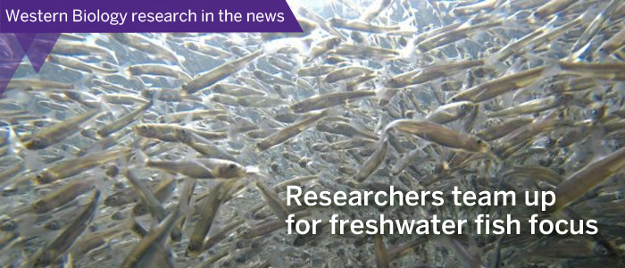 Western Biology research in the news GenFish