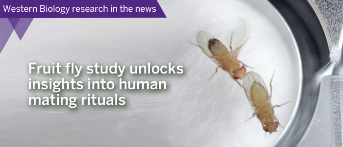 Western Biology research in the news Mating fruit flies