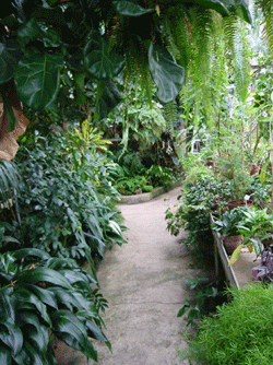 Tropical Greenhouse