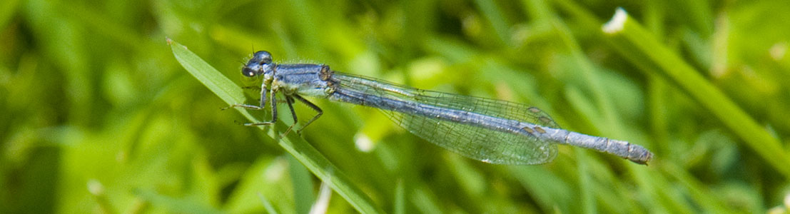 damsel fly