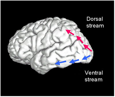 two visual systems