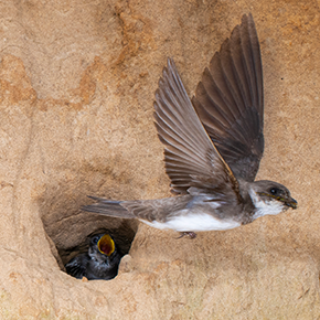 bank_swallow290x290.png