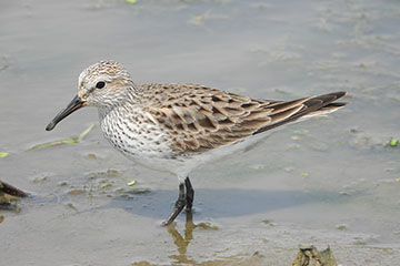 photo of a western sandpiper