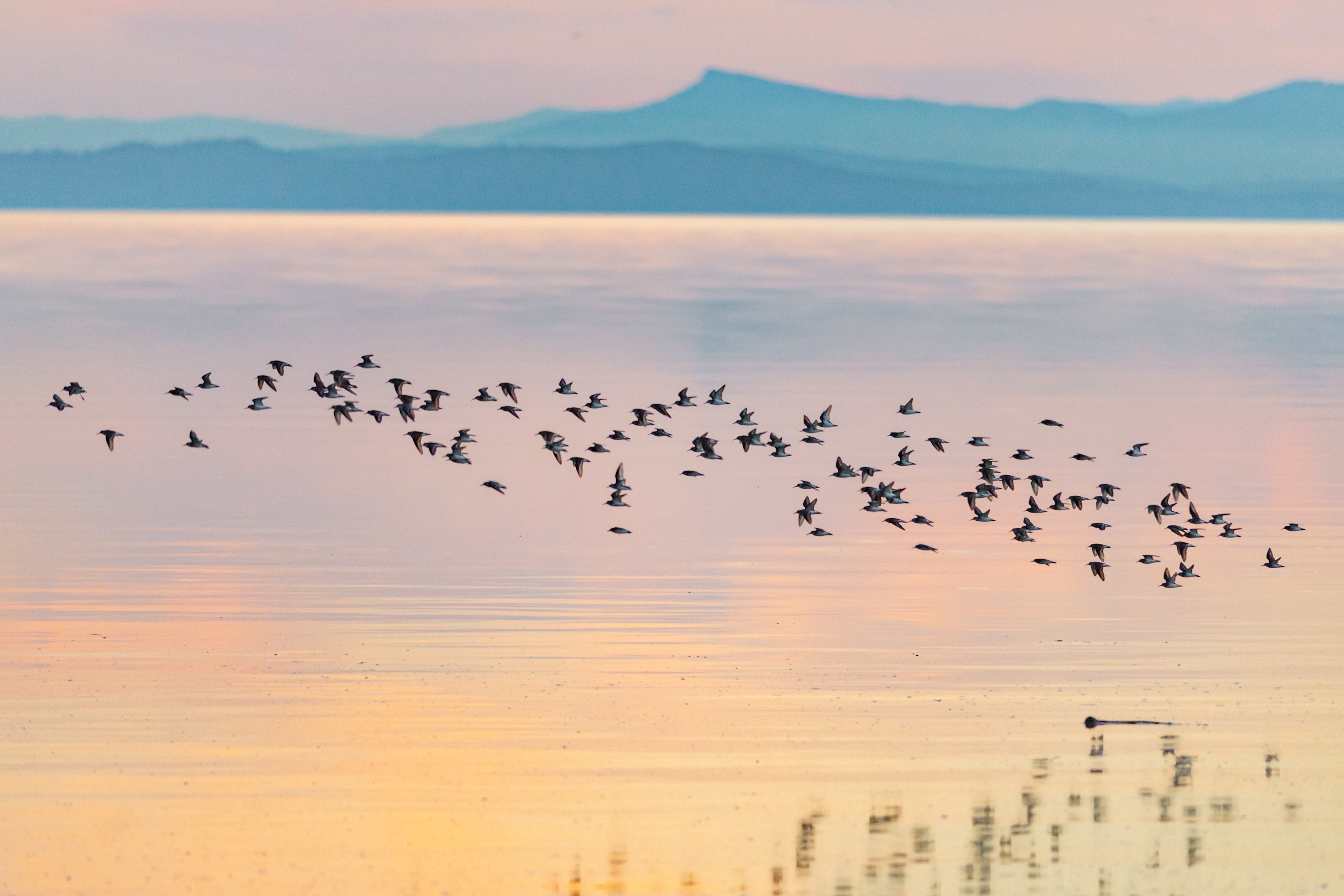 Birds in flight