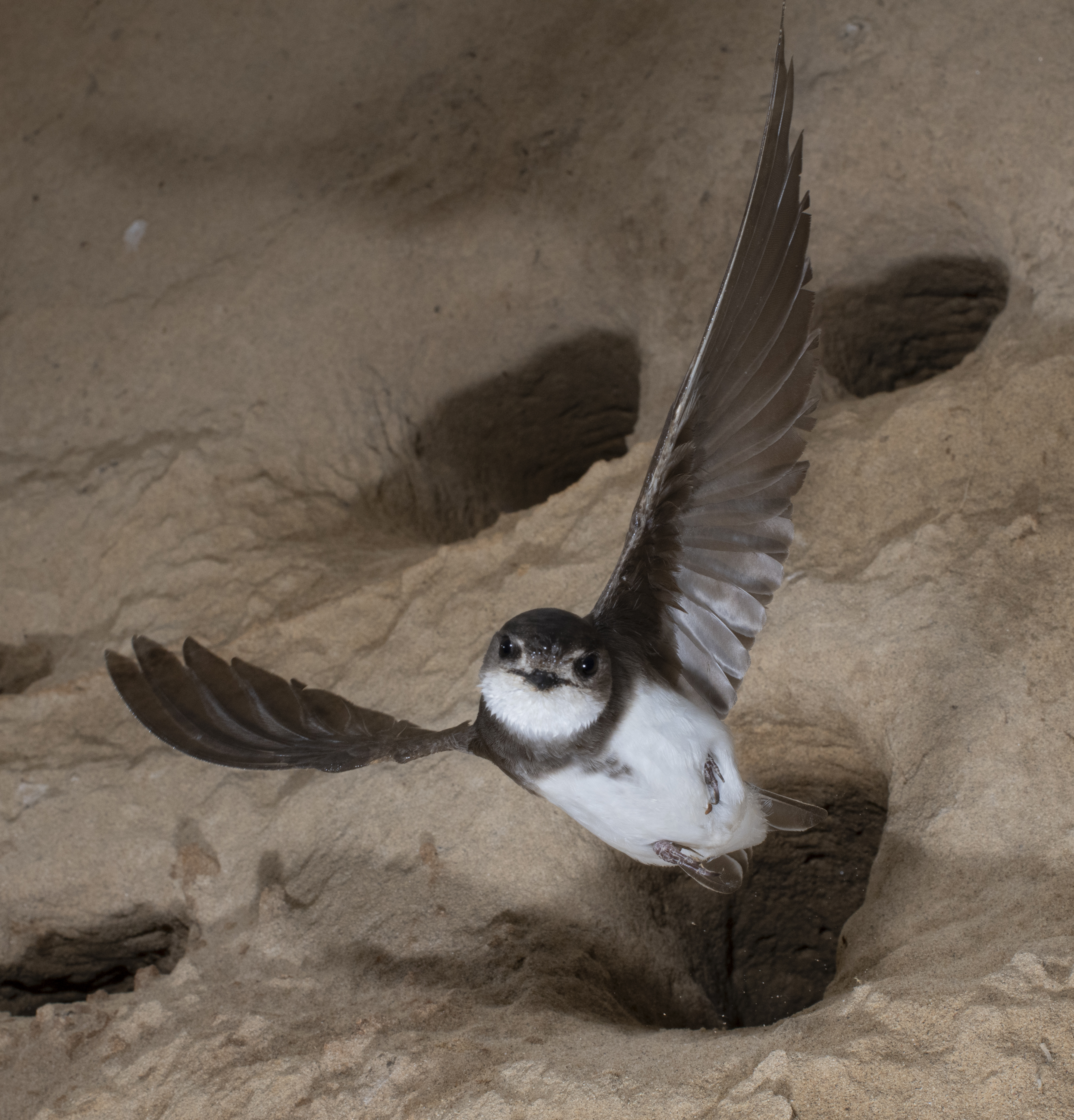 Bank swallow