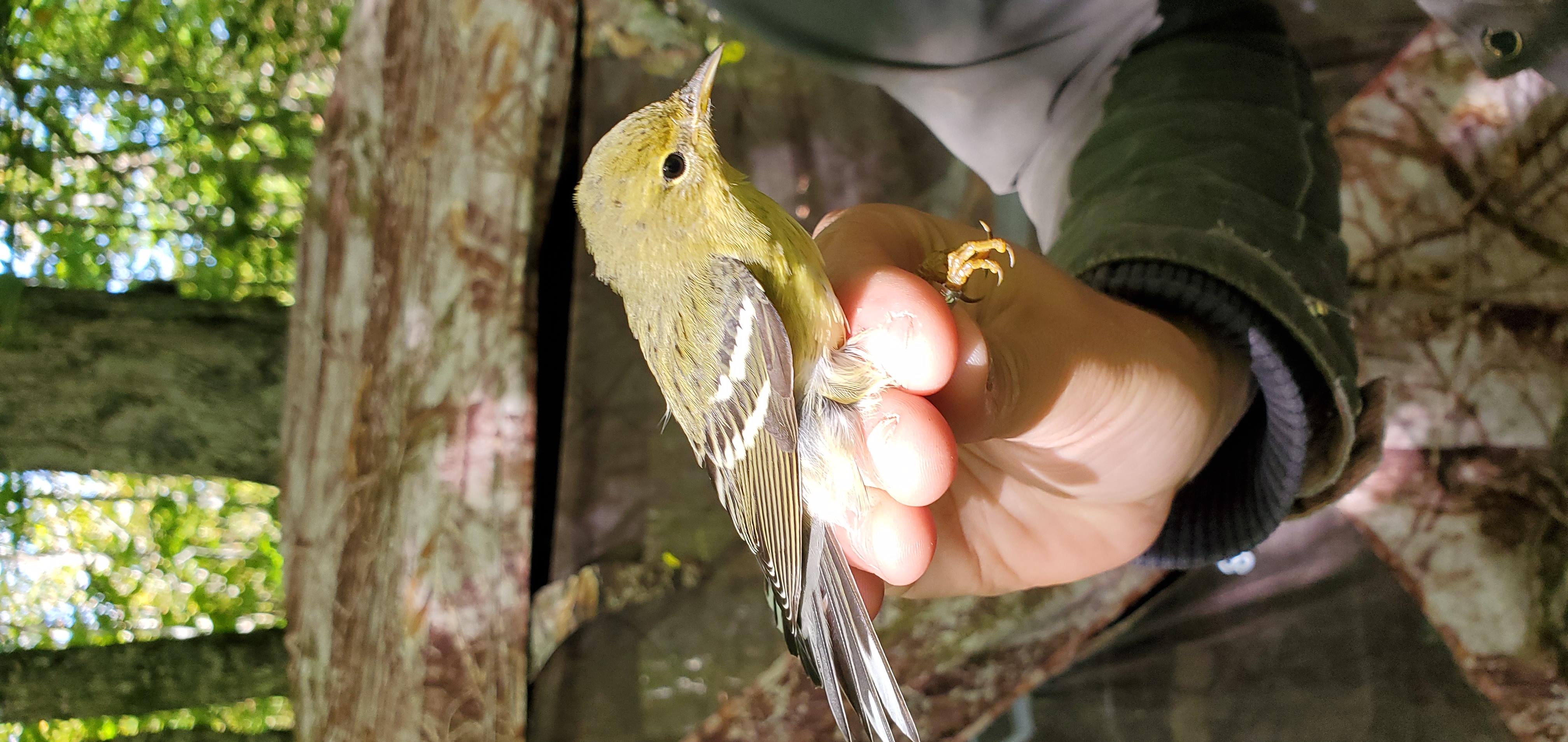 Bird