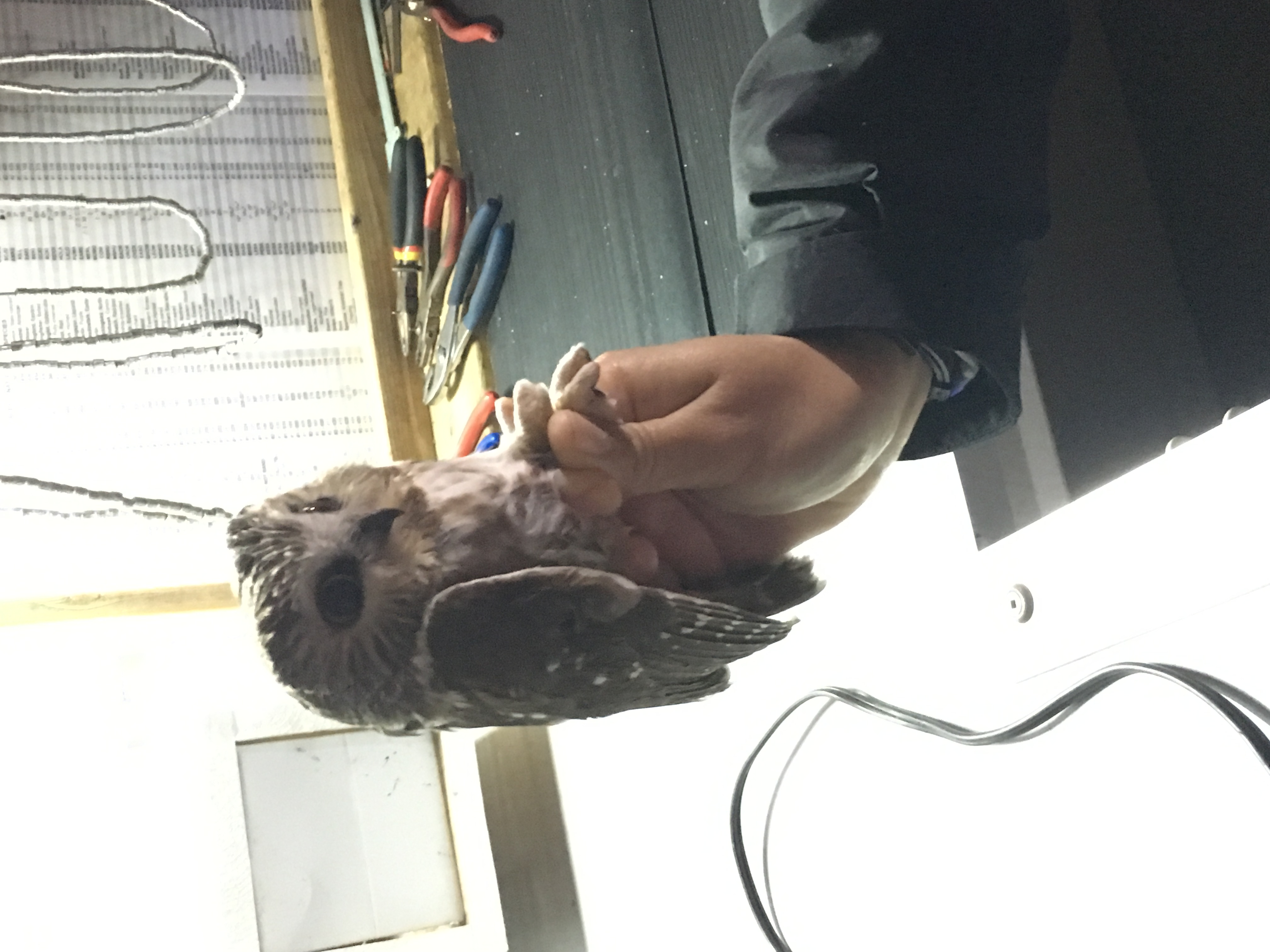 Bird