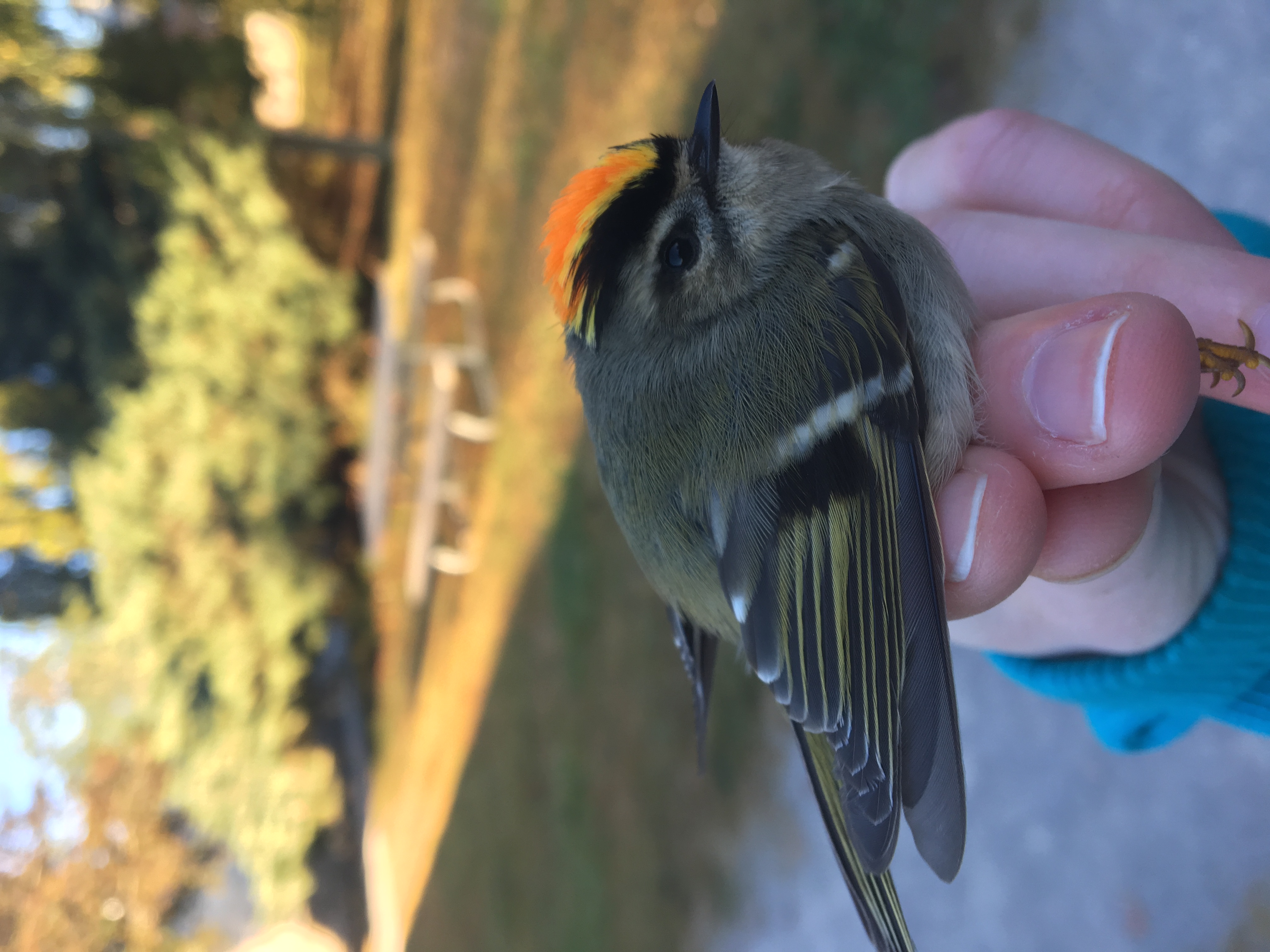 Bird