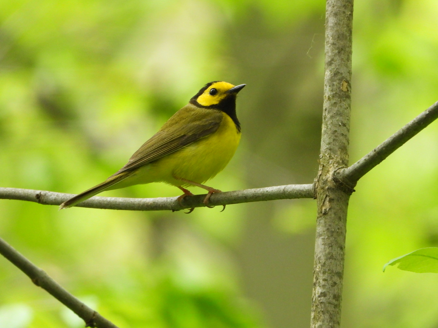Hooded Warbler