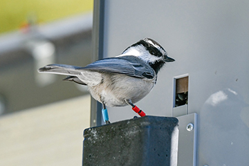 Picture of a chickadee 