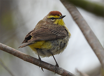 red-eyed vireo in hand