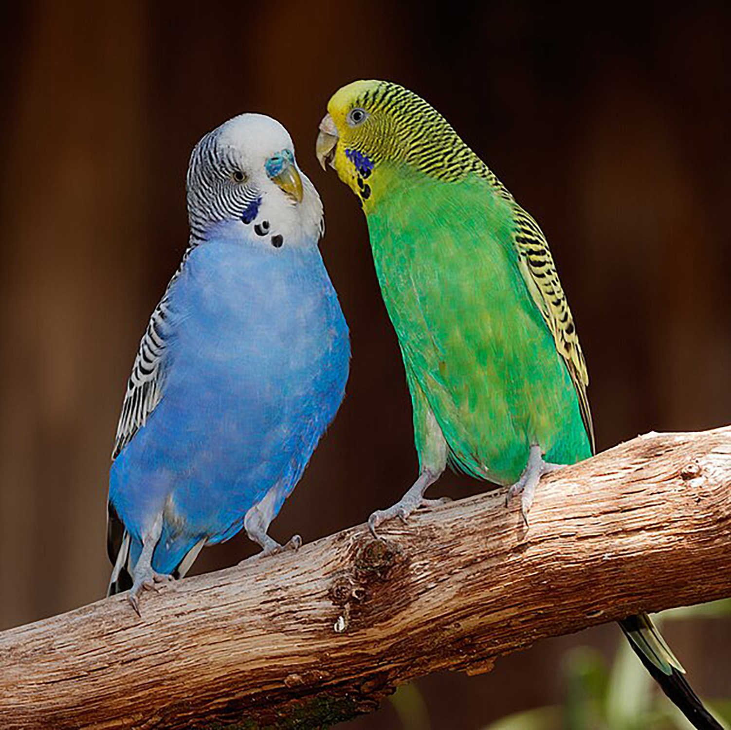 Melopsittacus undulatus