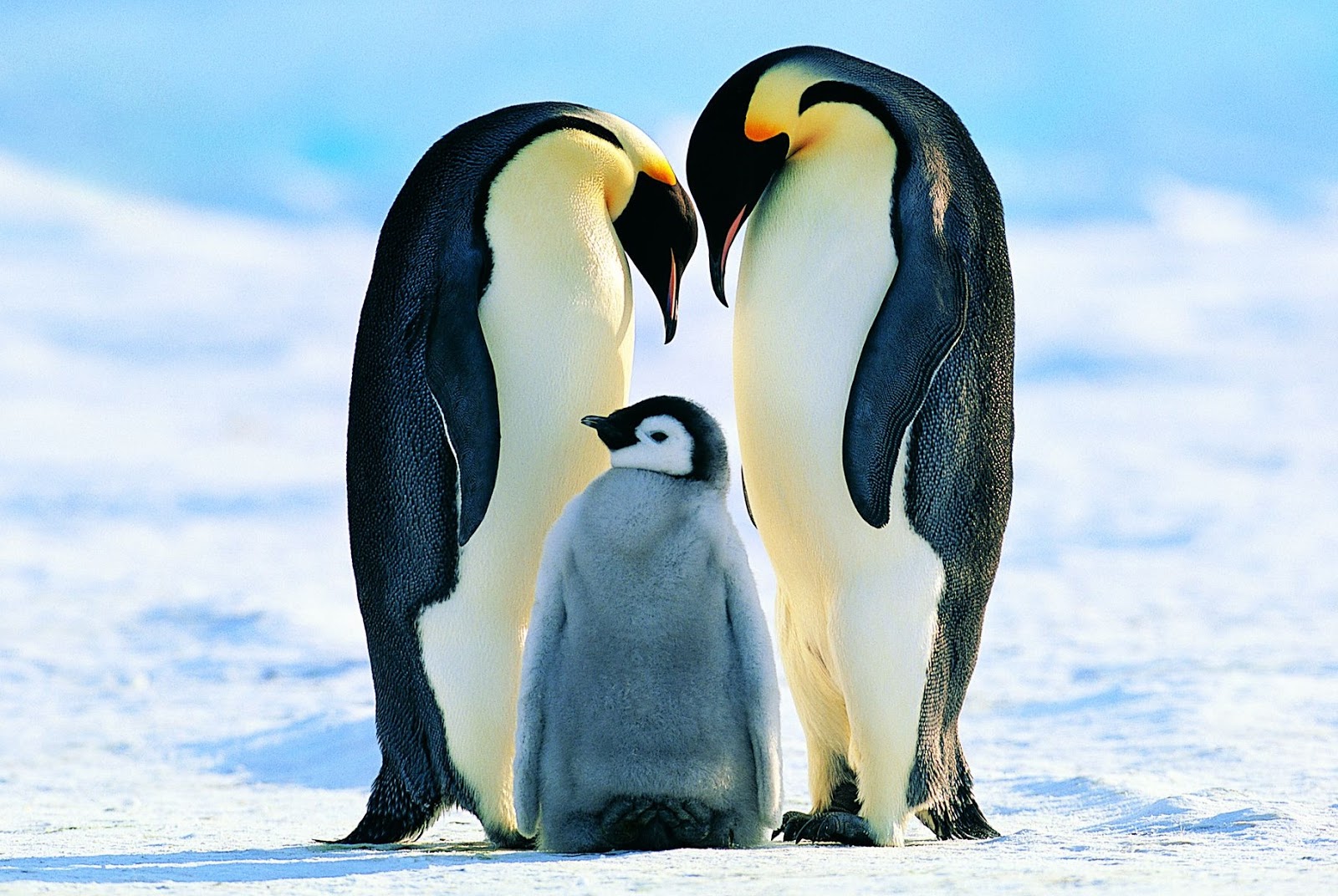 Penguin_6.jpg