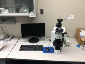 Olympus microscope