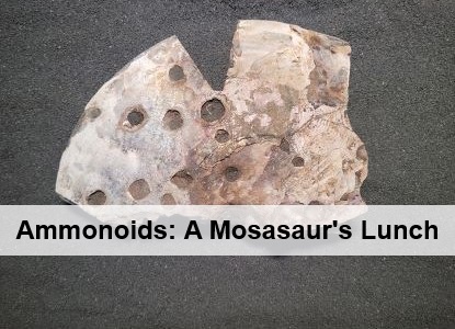 Image to link to the ammonoid display webpage.