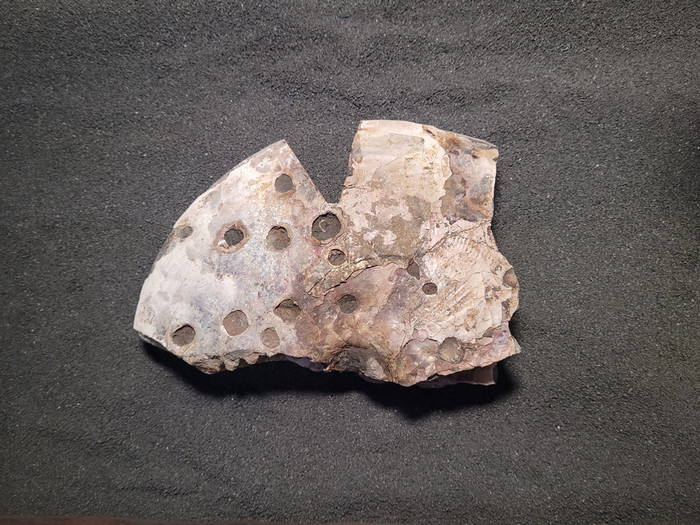 Image of an ammonite fossil with crater link punctures that are directly comparable to the tooth pattern of mosasaurs.